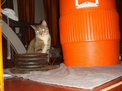 No matter HOW much weight I applied, it wasn't enough to close the gap. And that cat is HEAVY!